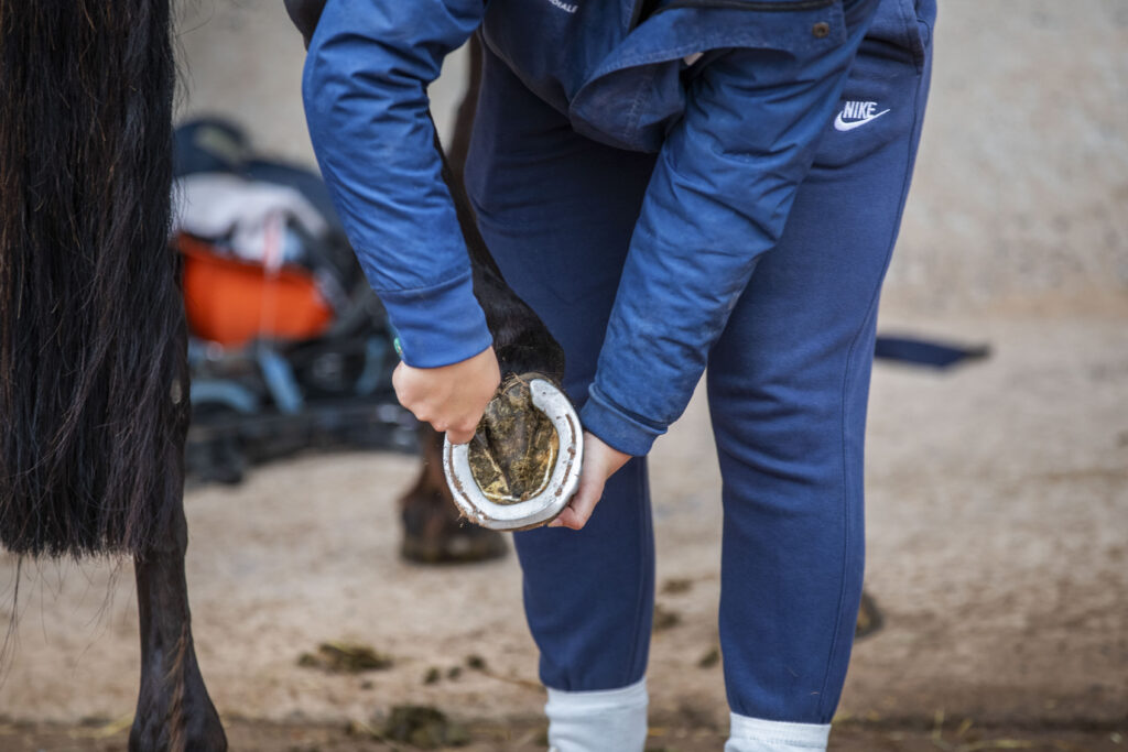 Soin maréchal ferrant