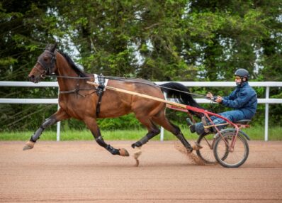 cavalier d'entrainement trot attelé