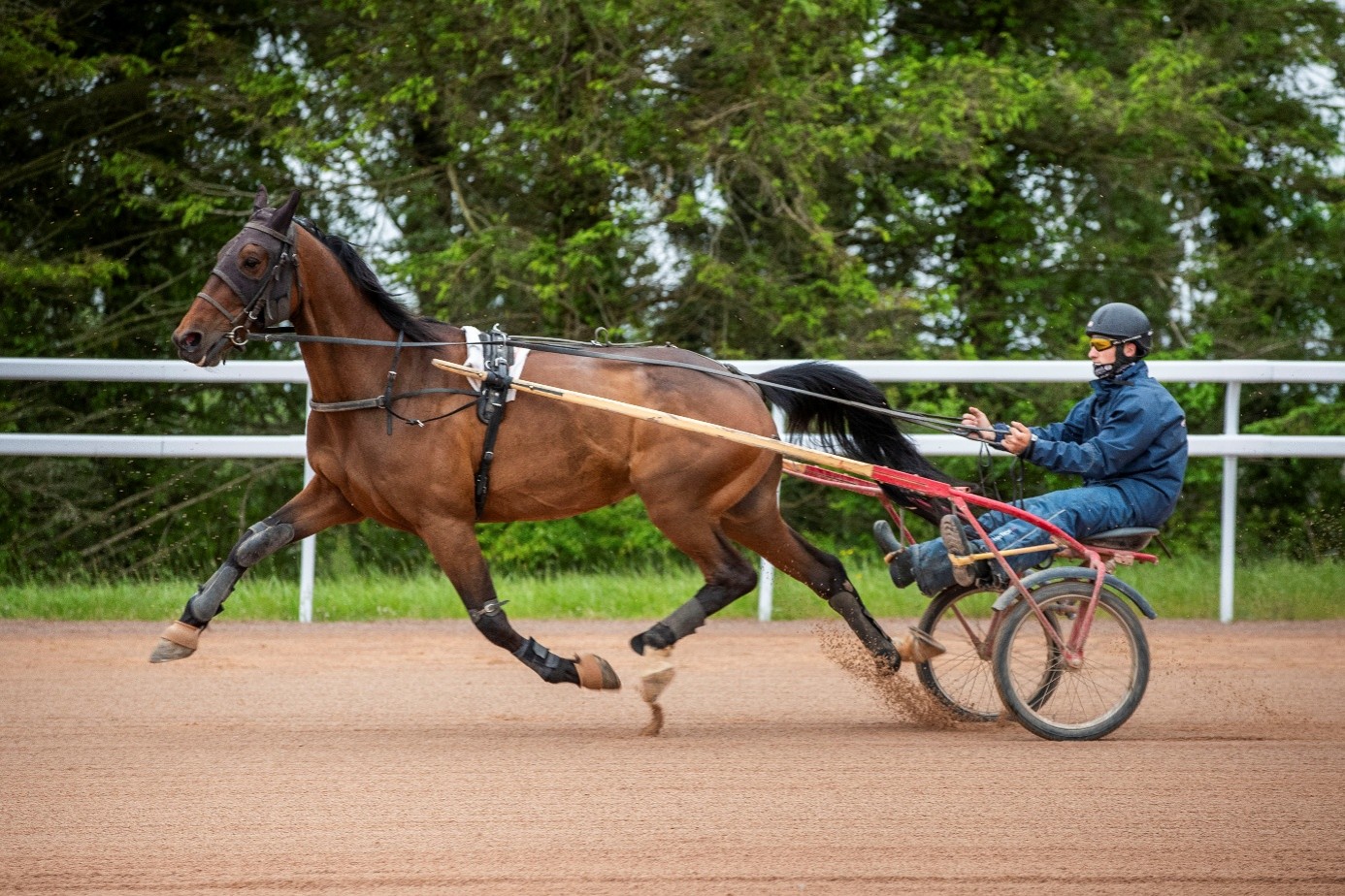 cavalier d'entrainement trot attelé