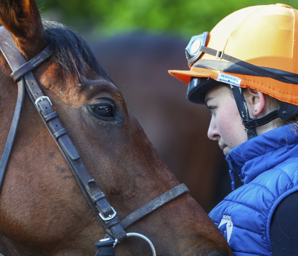 élève GOUVIEUX écurie Cheval élève GOUVIEUX écurie Cheval